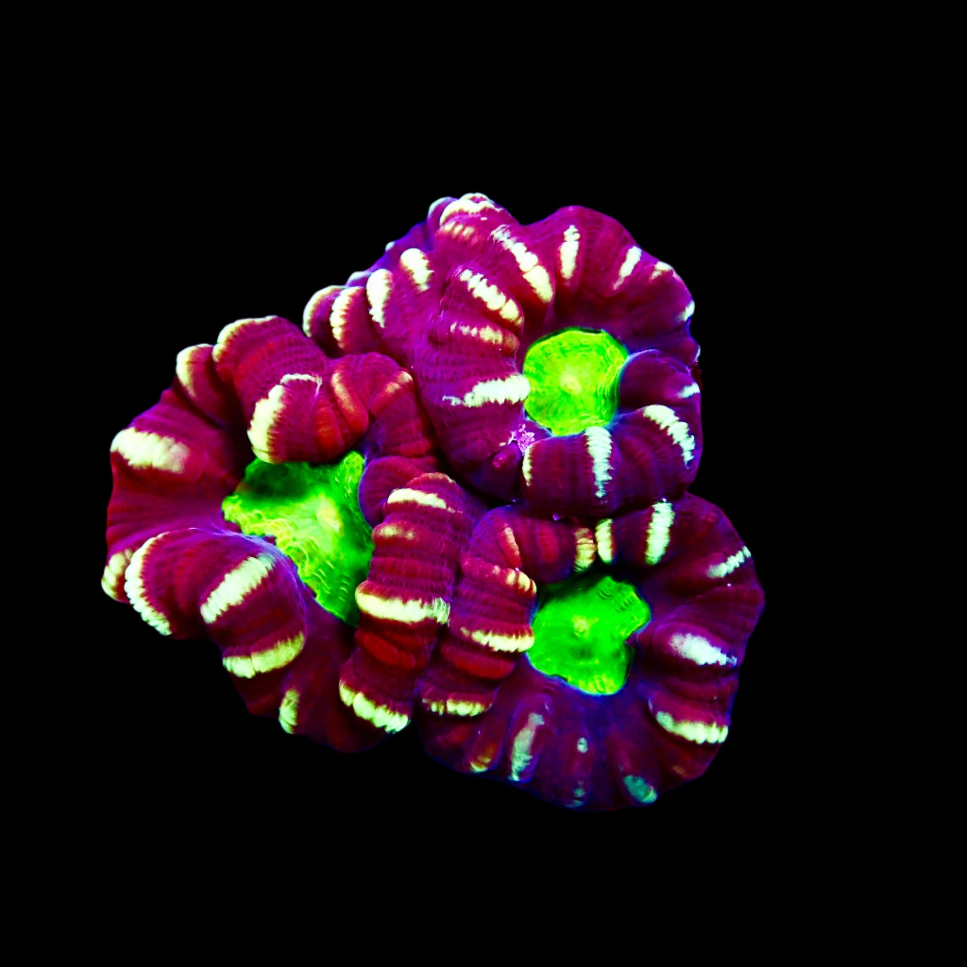 Caulastraea Candy Cane Coral multicolor  polyps in a reef aquarium