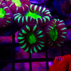 Candy Cane vendu par tête (Caulastraea)