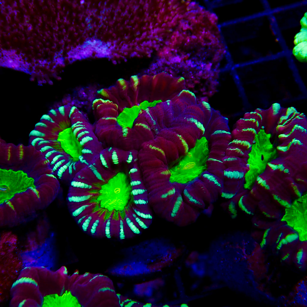Candy Cane vendu par tête (Caulastraea)