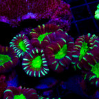 Candy Cane vendu par tête (Caulastraea)