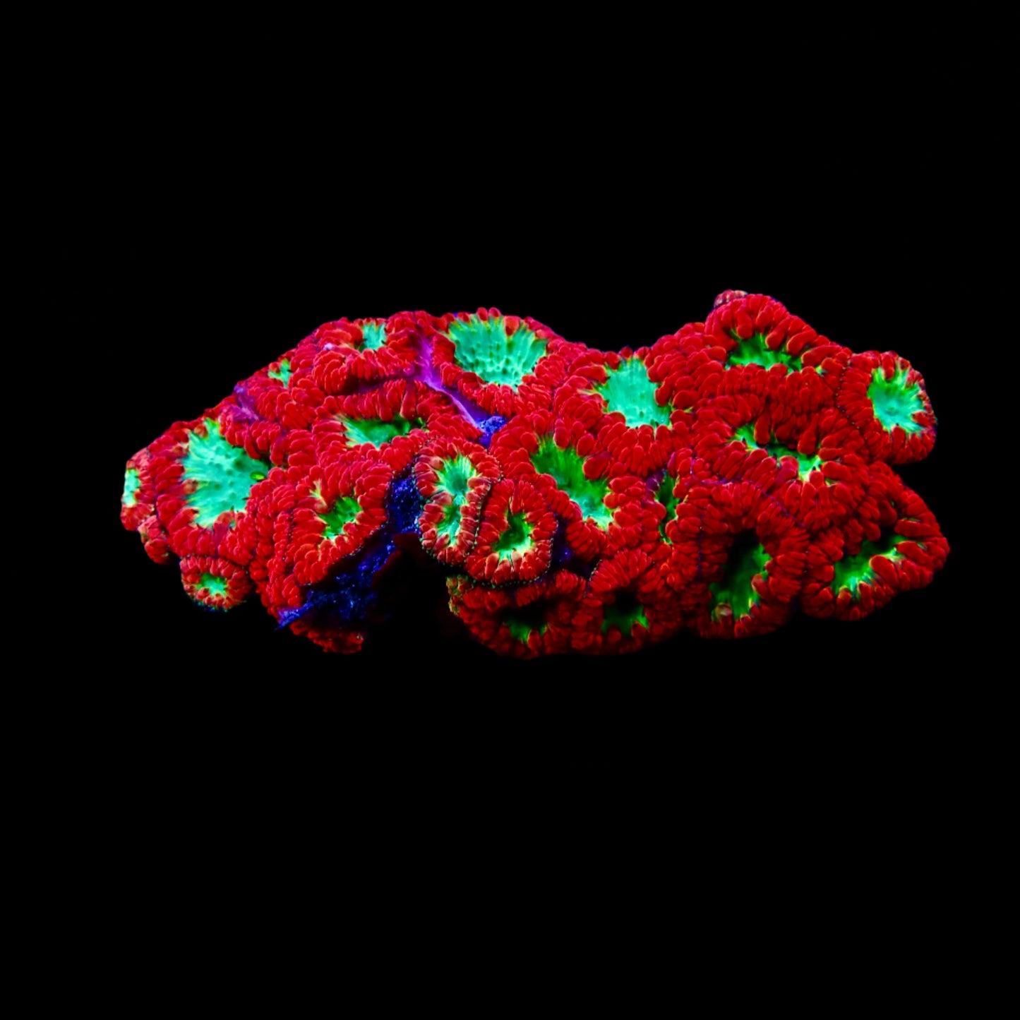 Blastomussa Wellsi Coral with vibrant red and green polyps thriving in a reef aquarium