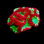 Blastomussa Wellsi WYSIWYG