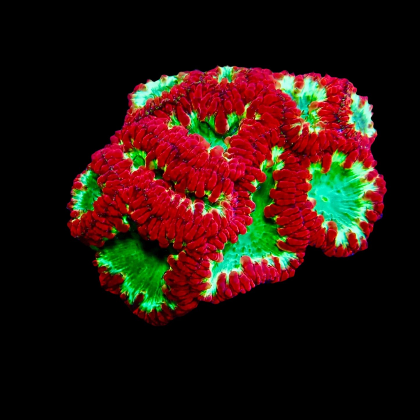 Blastomussa Wellsi Coral with vibrant red and green polyps thriving in a reef aquarium