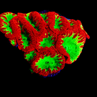 Blastomussa Wellsi Coral with vibrant red and green polyps thriving in a reef aquarium