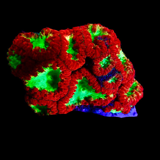 Blastomussa Wellsi Coral with vibrant red and green polyps thriving in a reef aquarium