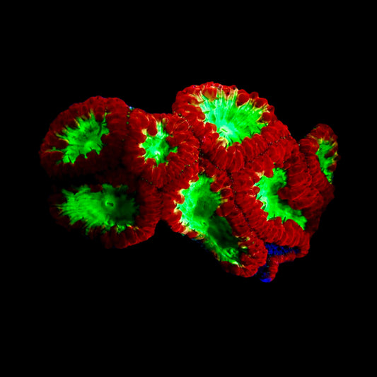 Blastomussa Wellsi Coral with vibrant red and green polyps thriving in a reef aquarium