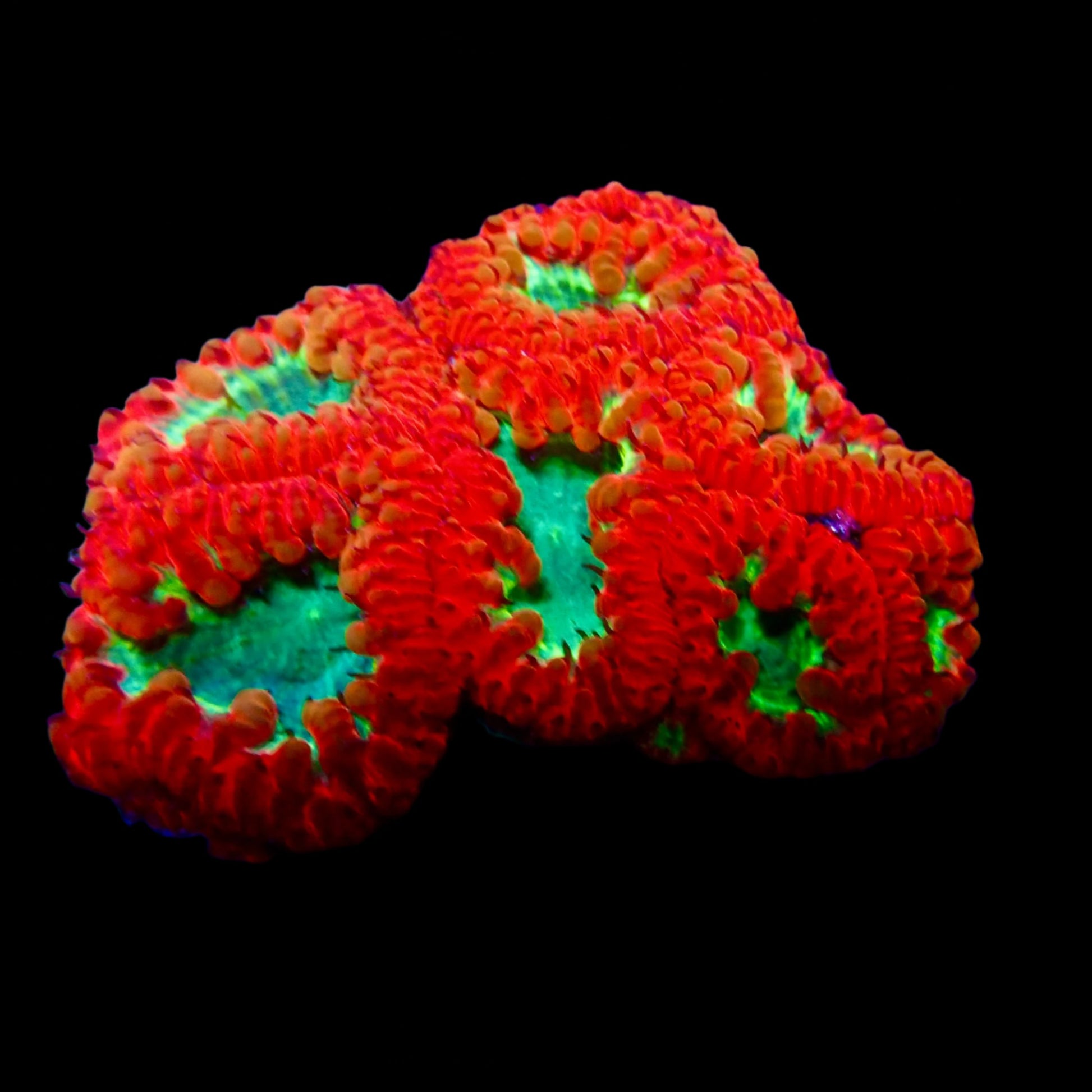 Blastomussa Wellsi Coral with vibrant red and green polyps thriving in a reef aquarium