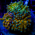 Kryptonite Gold Baby Teal Gem