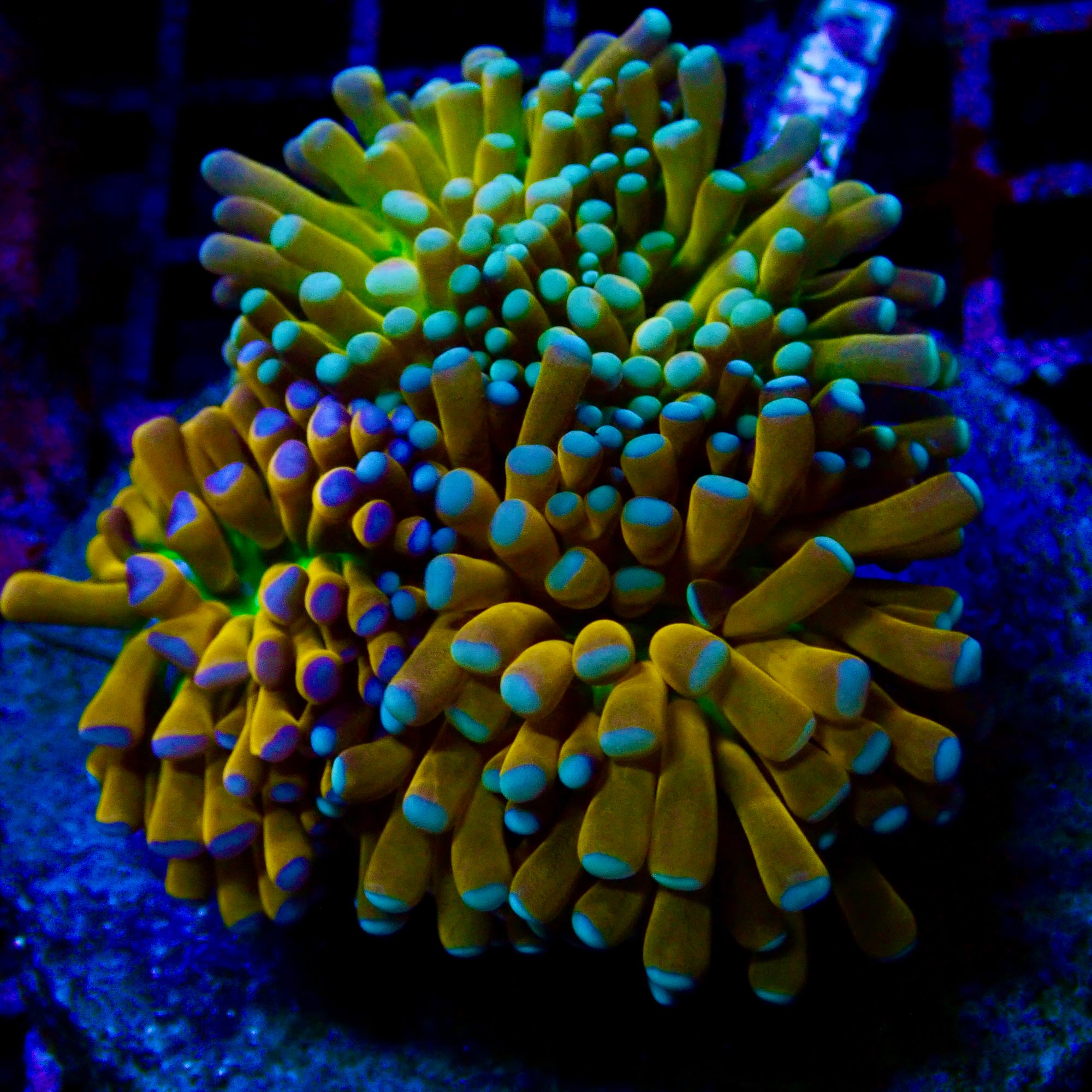 Kryptonite Gold Baby Teal Gem