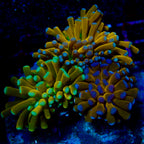 Kryptonite Gold Baby Teal Gem