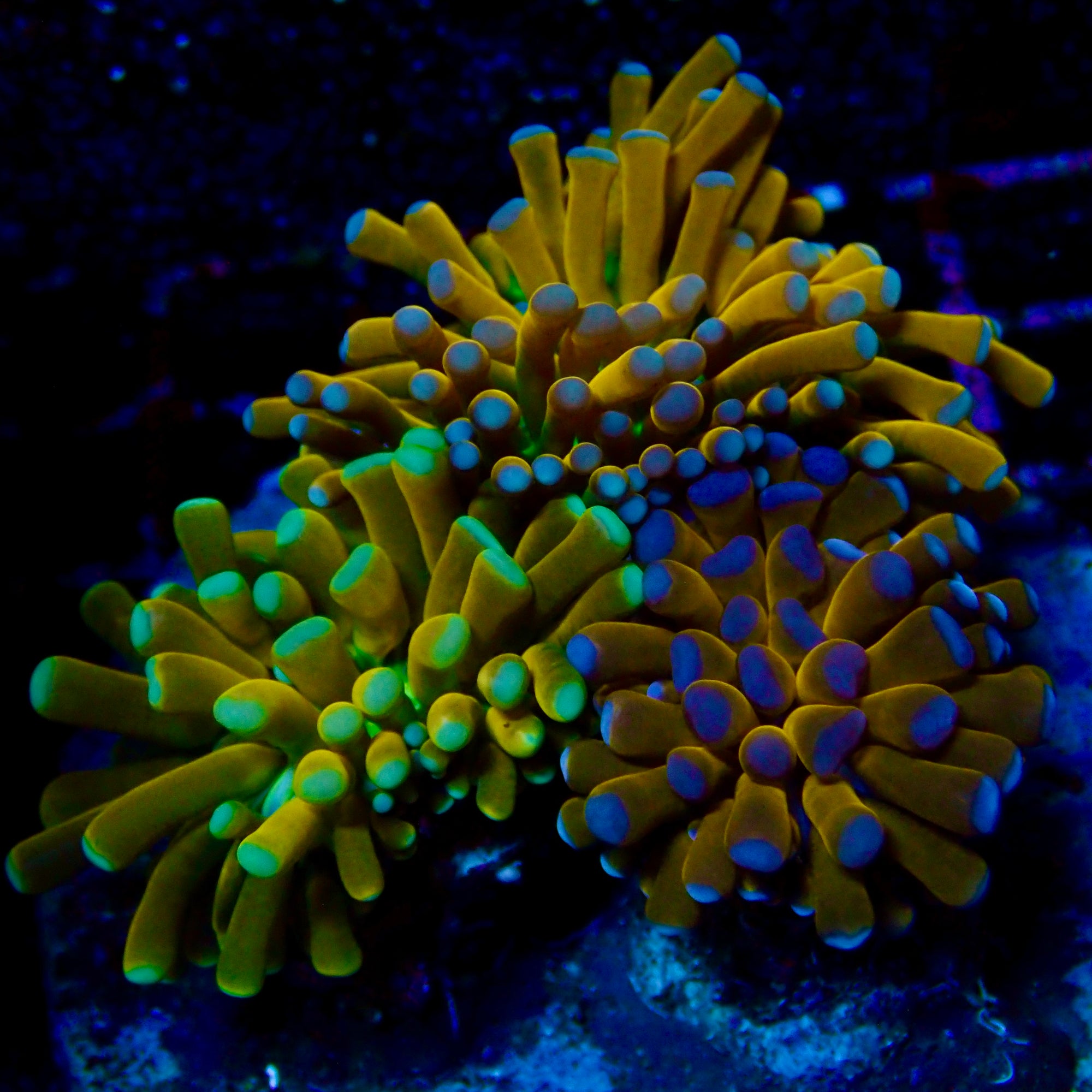 Kryptonite Gold Baby Teal Gem