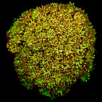 Gionopora Ultra Yellow Glitter Frag