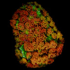 Gionopora Rainbow Glitter Frag