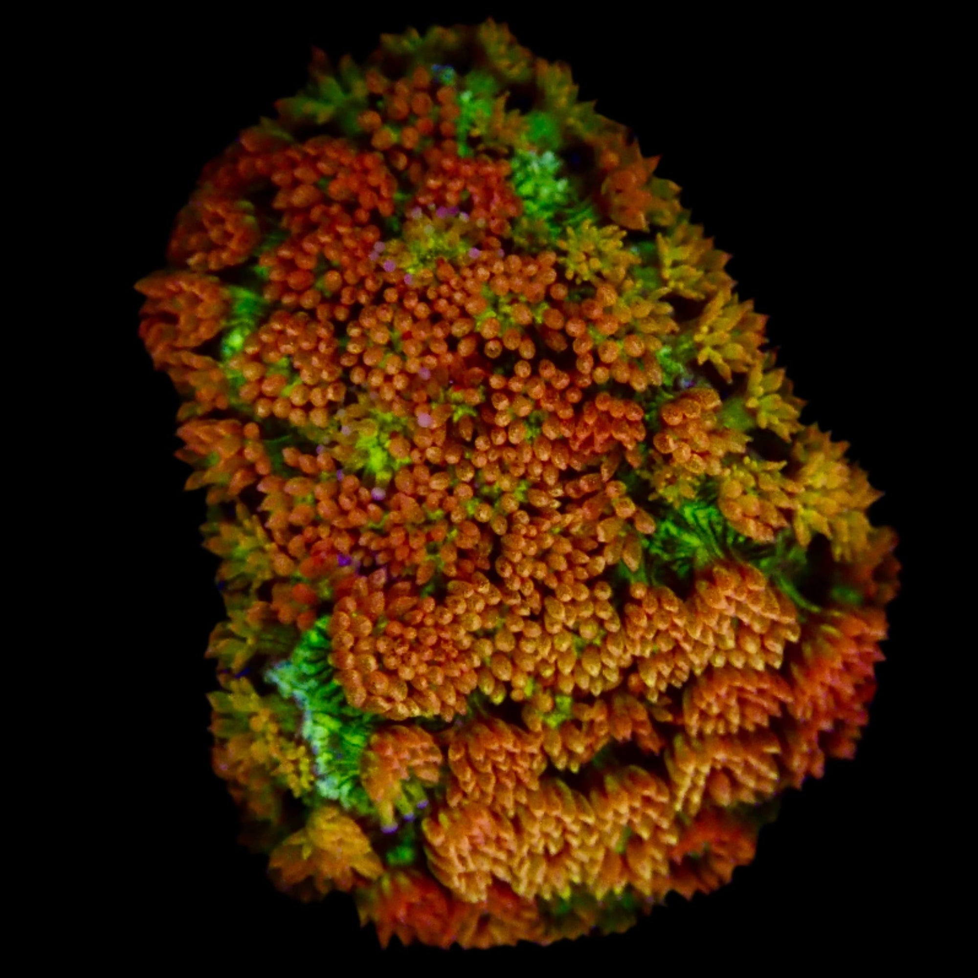 Gionopora Rainbow Glitter Frag