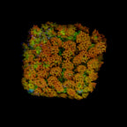 Gionopora Rainbow Glitter Frag