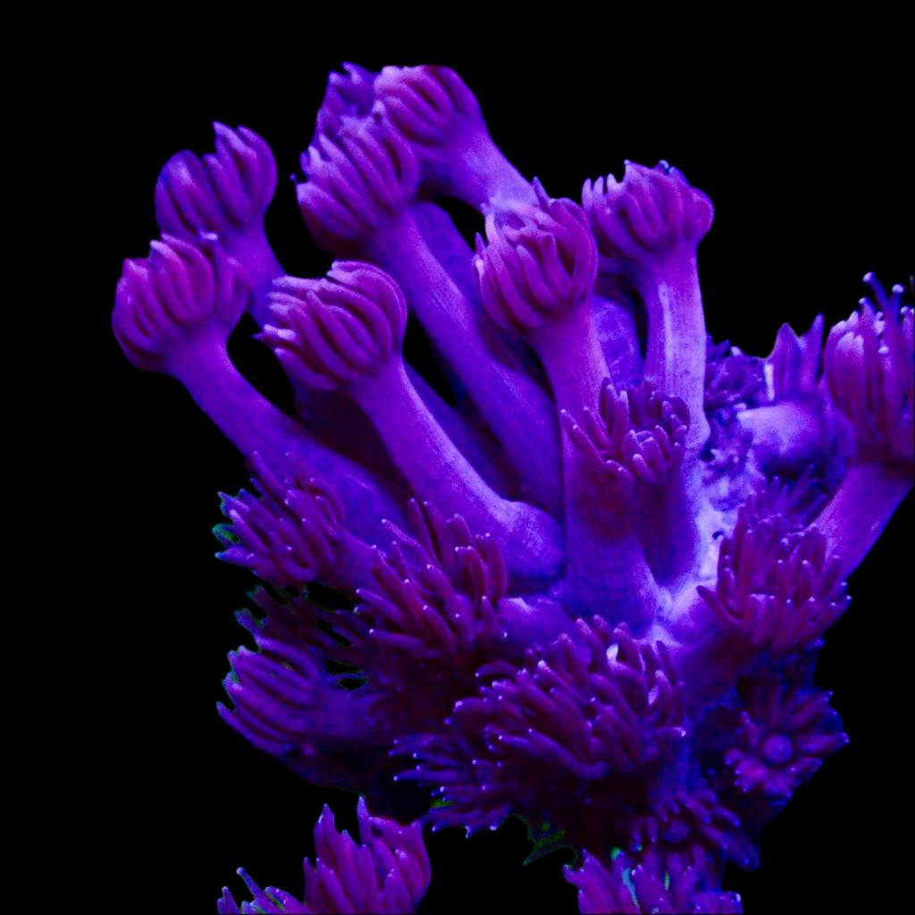 Frag de Goniopora Purple Death aux polypes violet profond, corail fleur LPS - ReefSolution