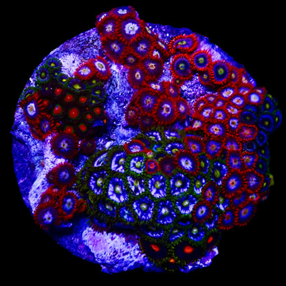 Zoanthids Coral with colorful, vibrant polyps thriving in a reef aquarium