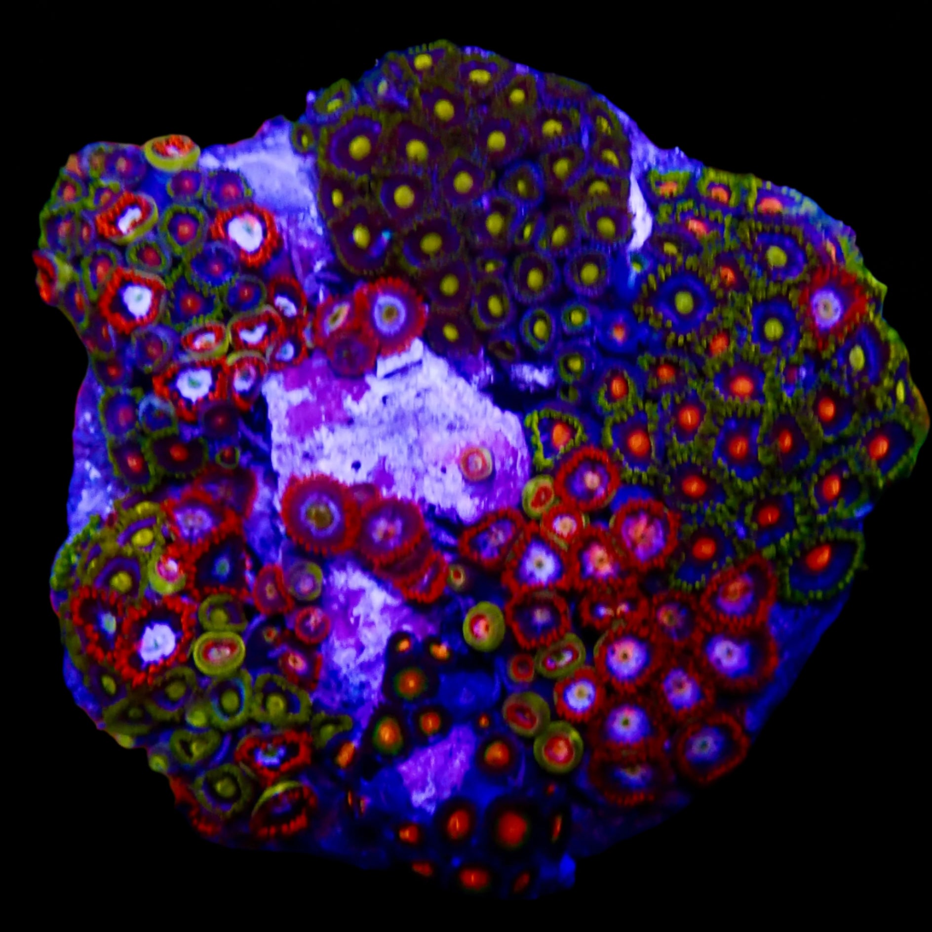 Zoanthidae Coral (Zoanthids) WYSIWYG 05