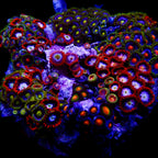 Zoanthidae Coral (Zoanthids) WYSIWYG 05