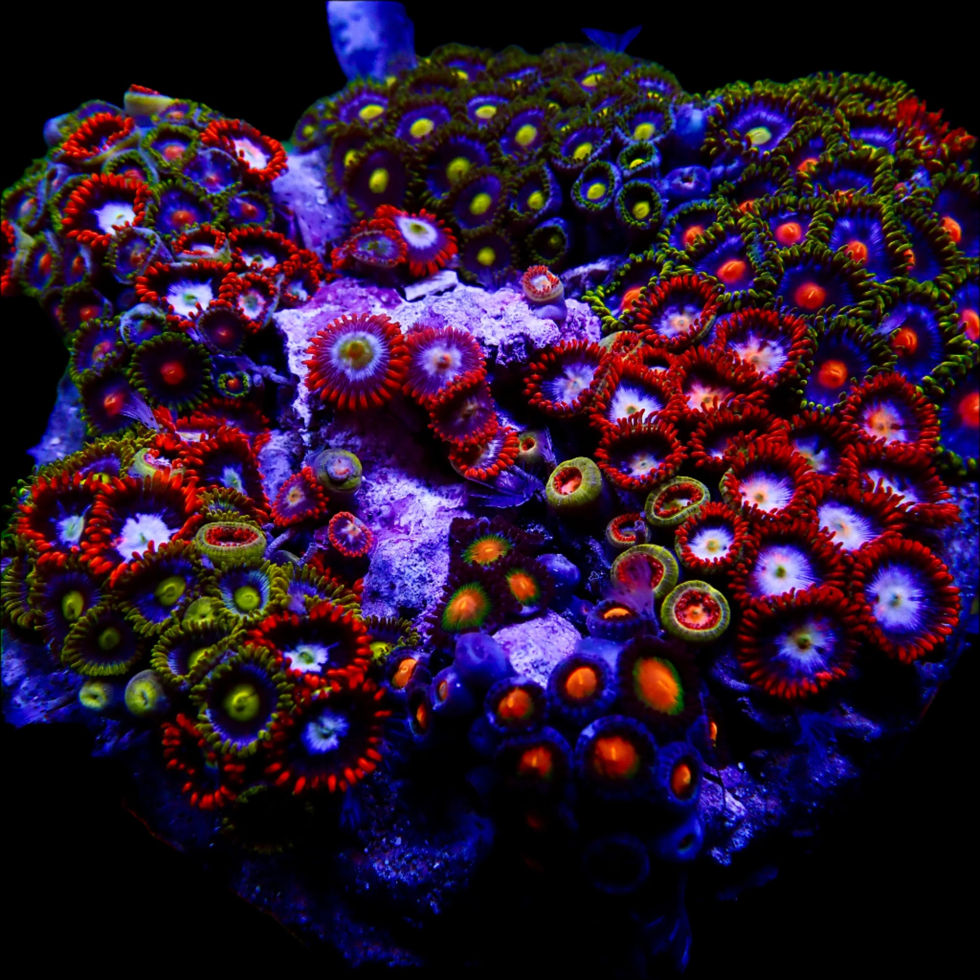 Zoanthidae Coral (Zoanthids) WYSIWYG 05