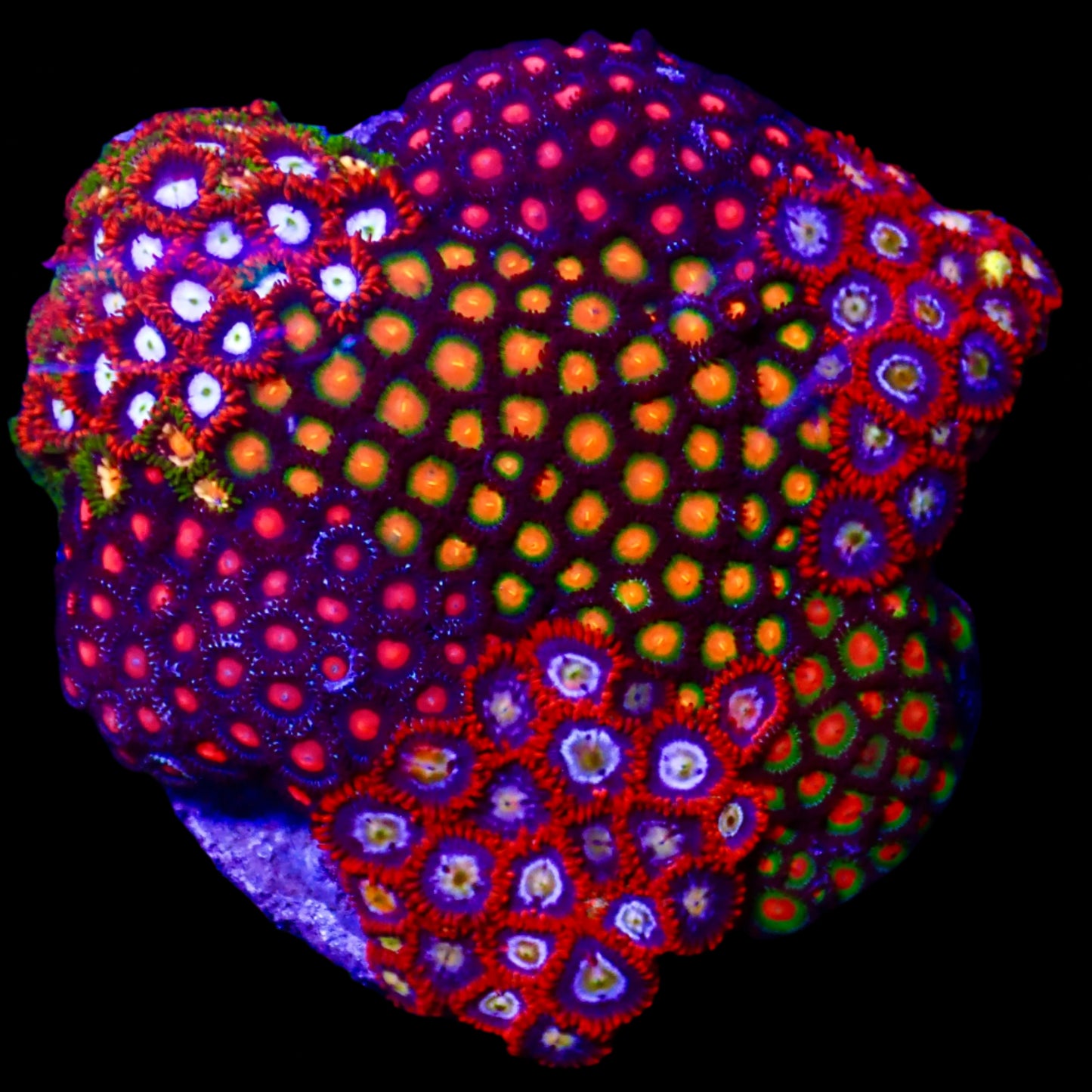 Zoanthids Coral with colorful, vibrant polyps thriving in a reef aquarium