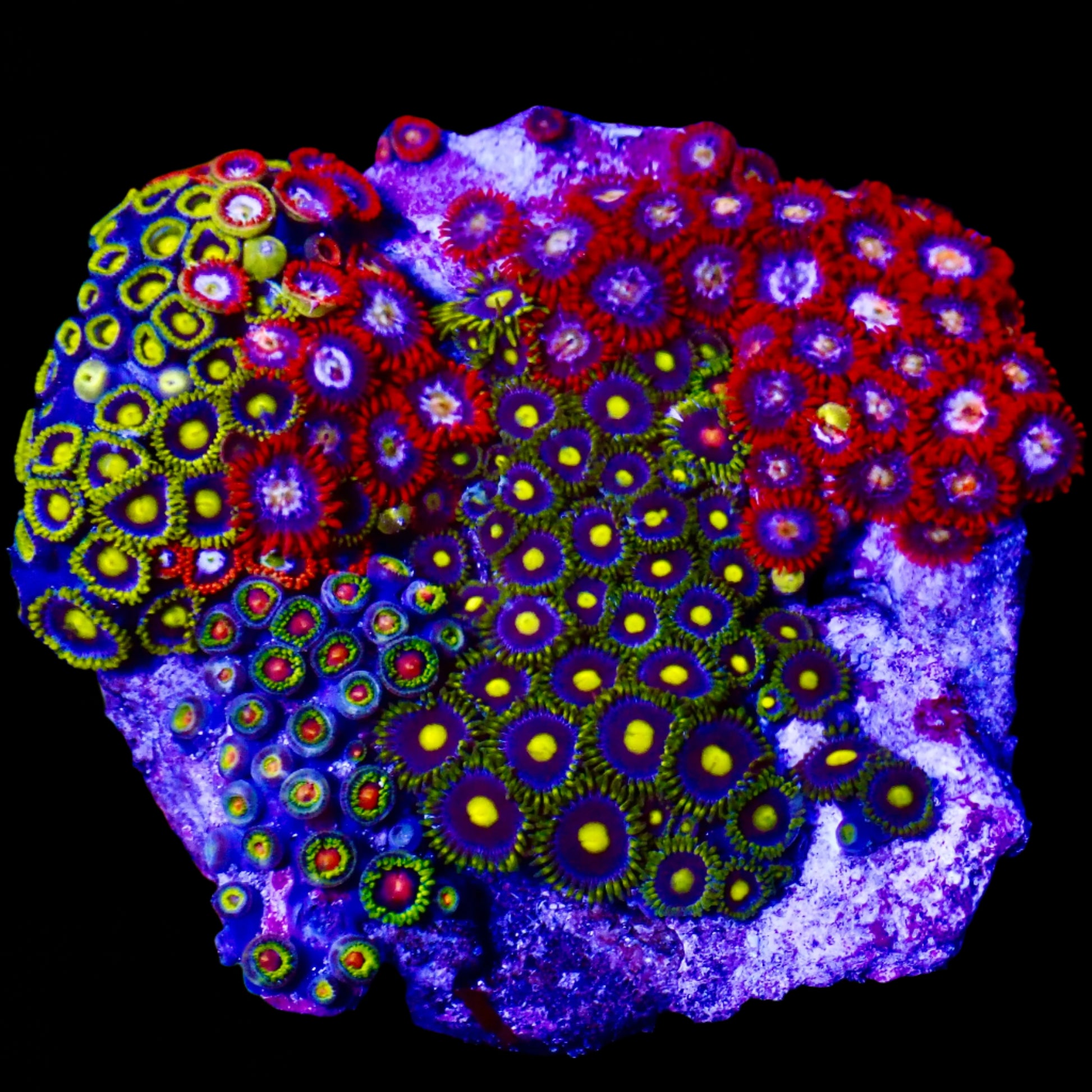 Zoanthids Coral with colorful, vibrant polyps thriving in a reef aquarium