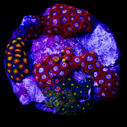 Zoanthids Coral with colorful, vibrant polyps thriving in a reef aquarium