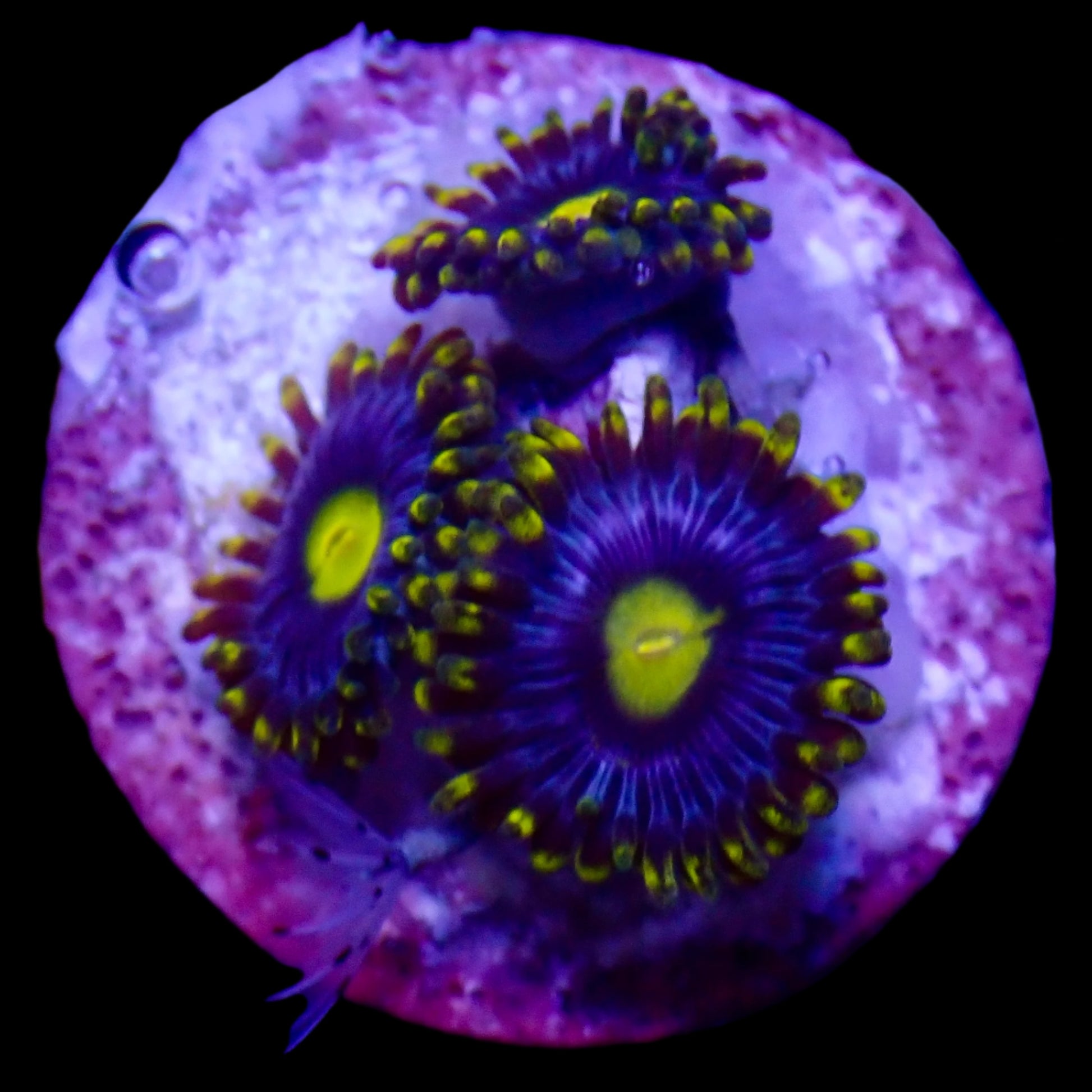 Zoanthids Coral with colorful, vibrant polyps thriving in a reef aquarium