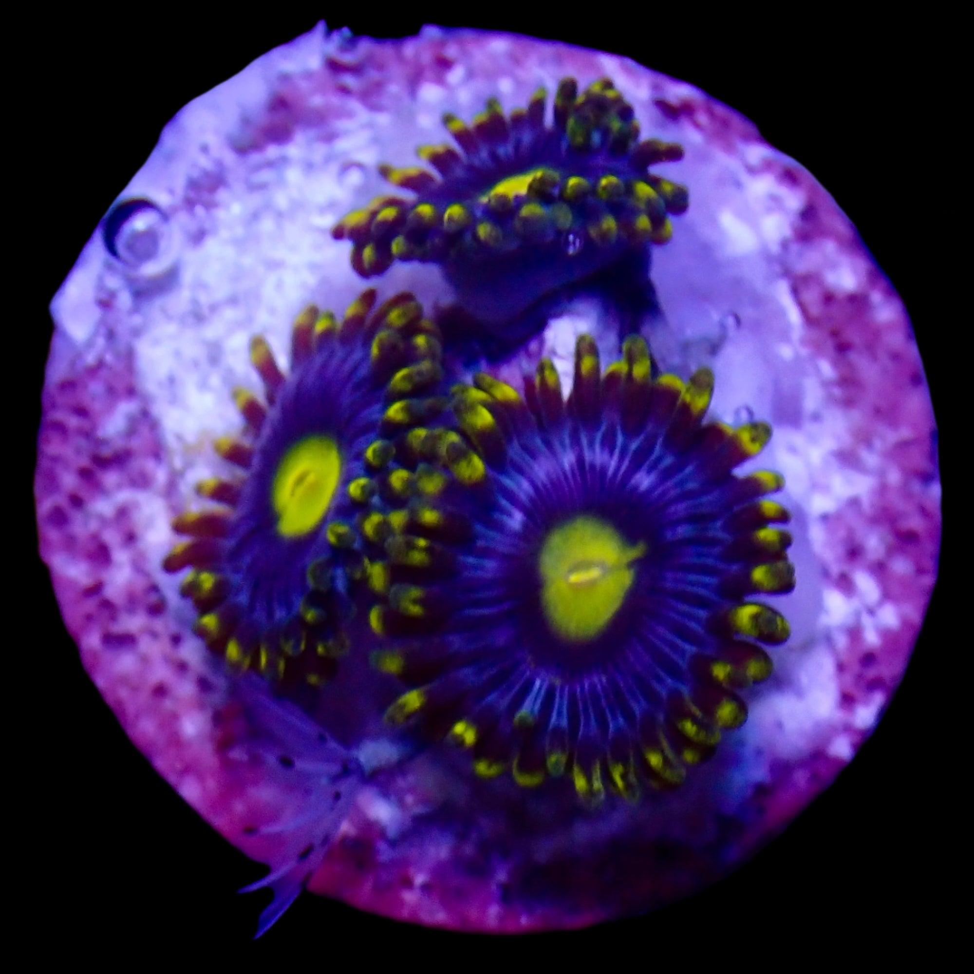Zoanthidae Coral (Zoanthids) Frag WYSIWYG
