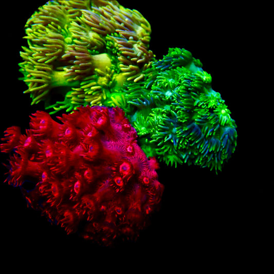 Goniopora Coral with long, colorful polyps thriving in a reef aquarium