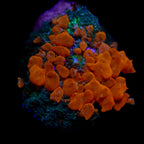 CORNBRED'S SUNKIST BOUNCE MUSHROOM
