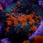 CORNBRED'S SUNKIST BOUNCE MUSHROOM