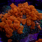 CORNBRED'S SUNKIST BOUNCE MUSHROOM