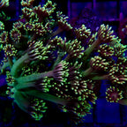 Goniopora Frag