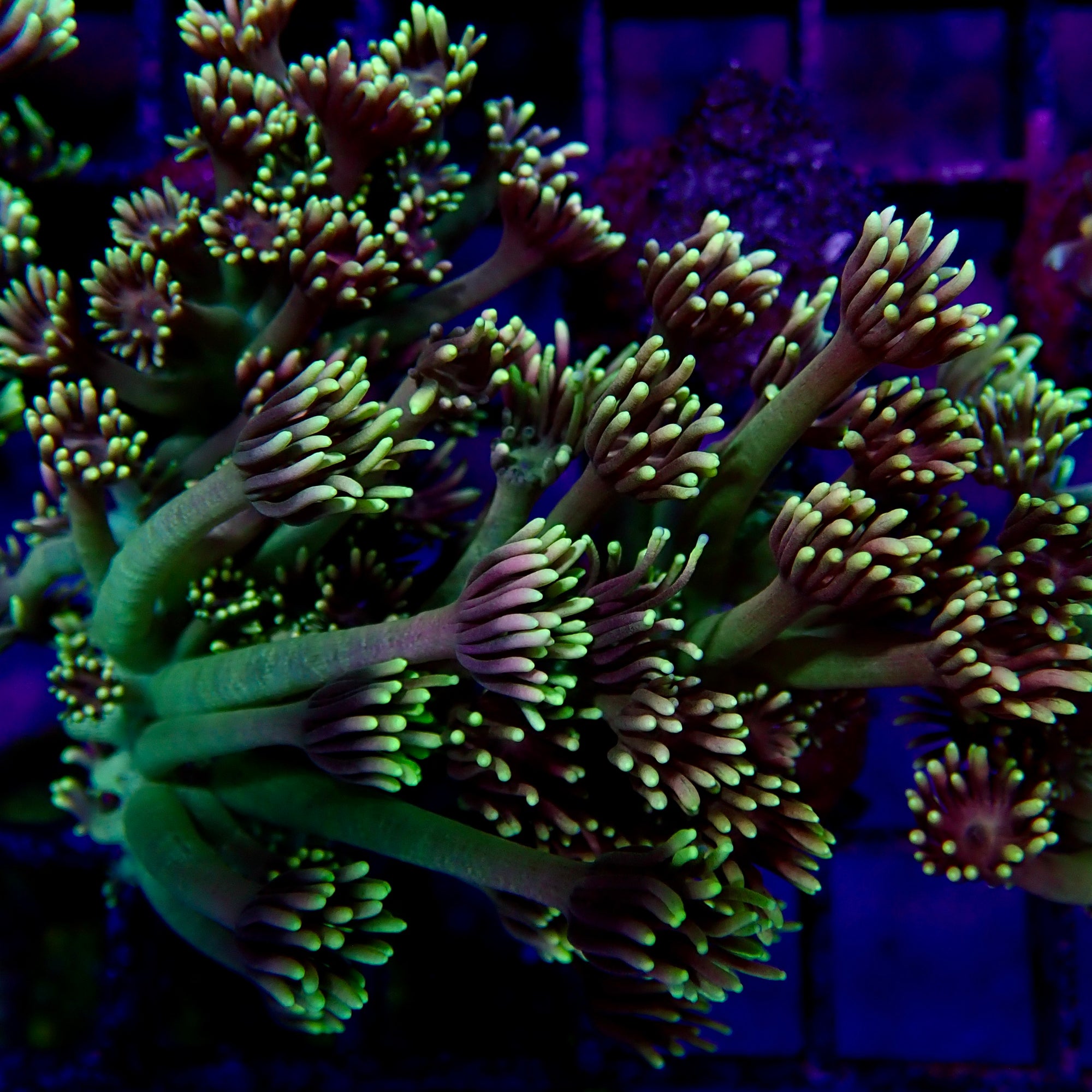 Goniopora Frag