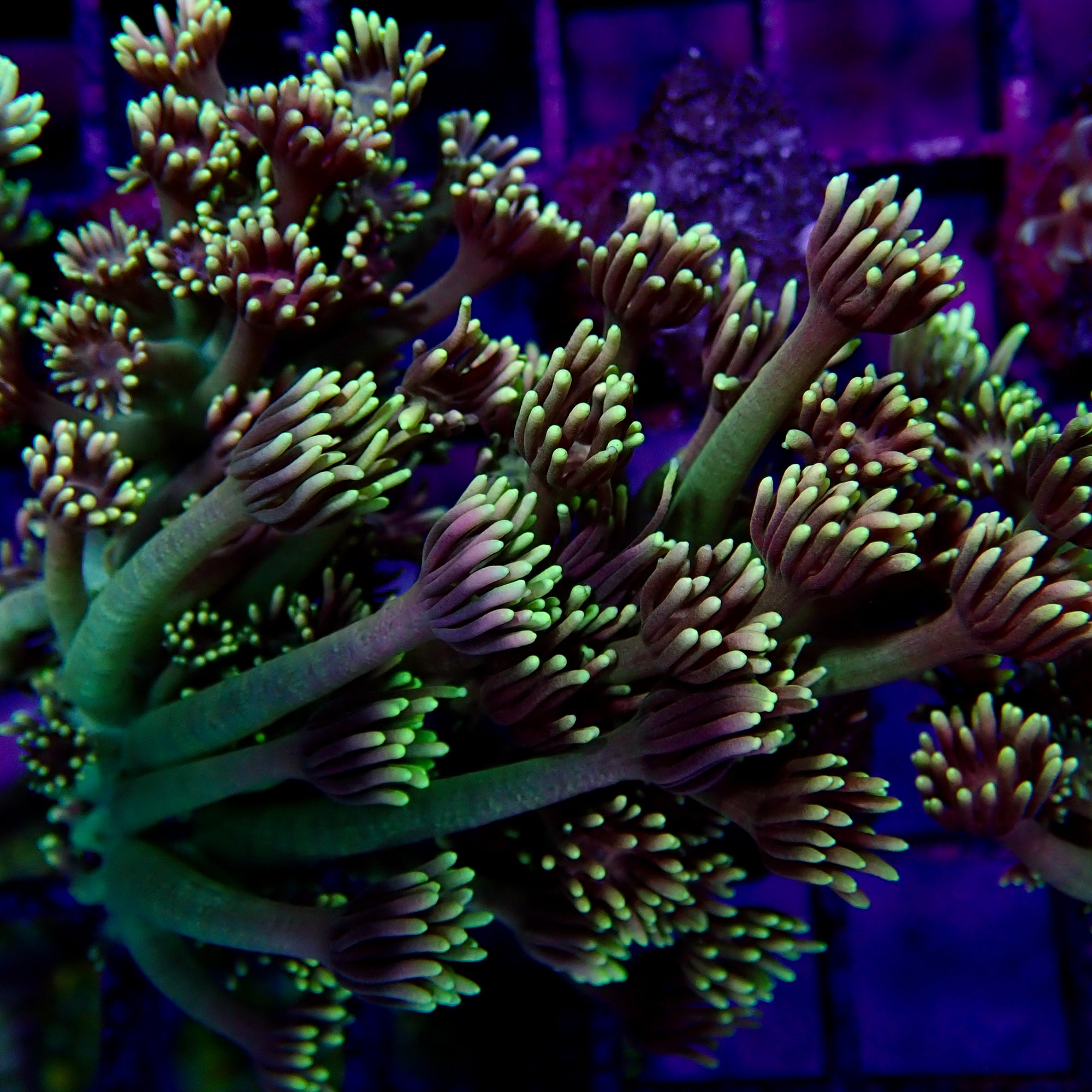 Goniopora Frag