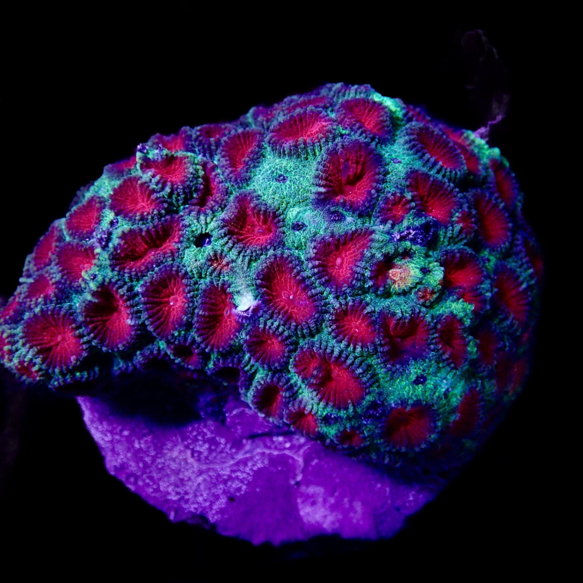 Favite colony