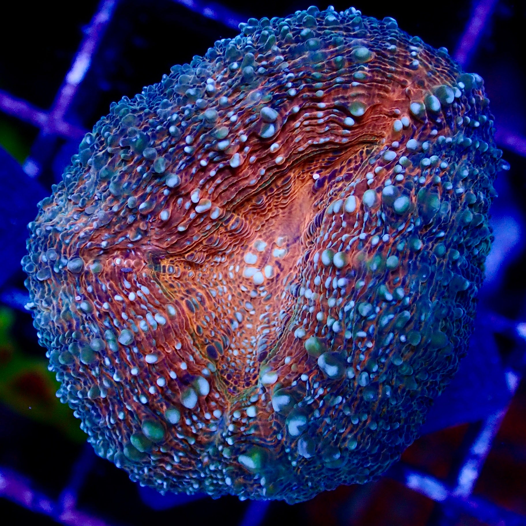 Lobophyllia