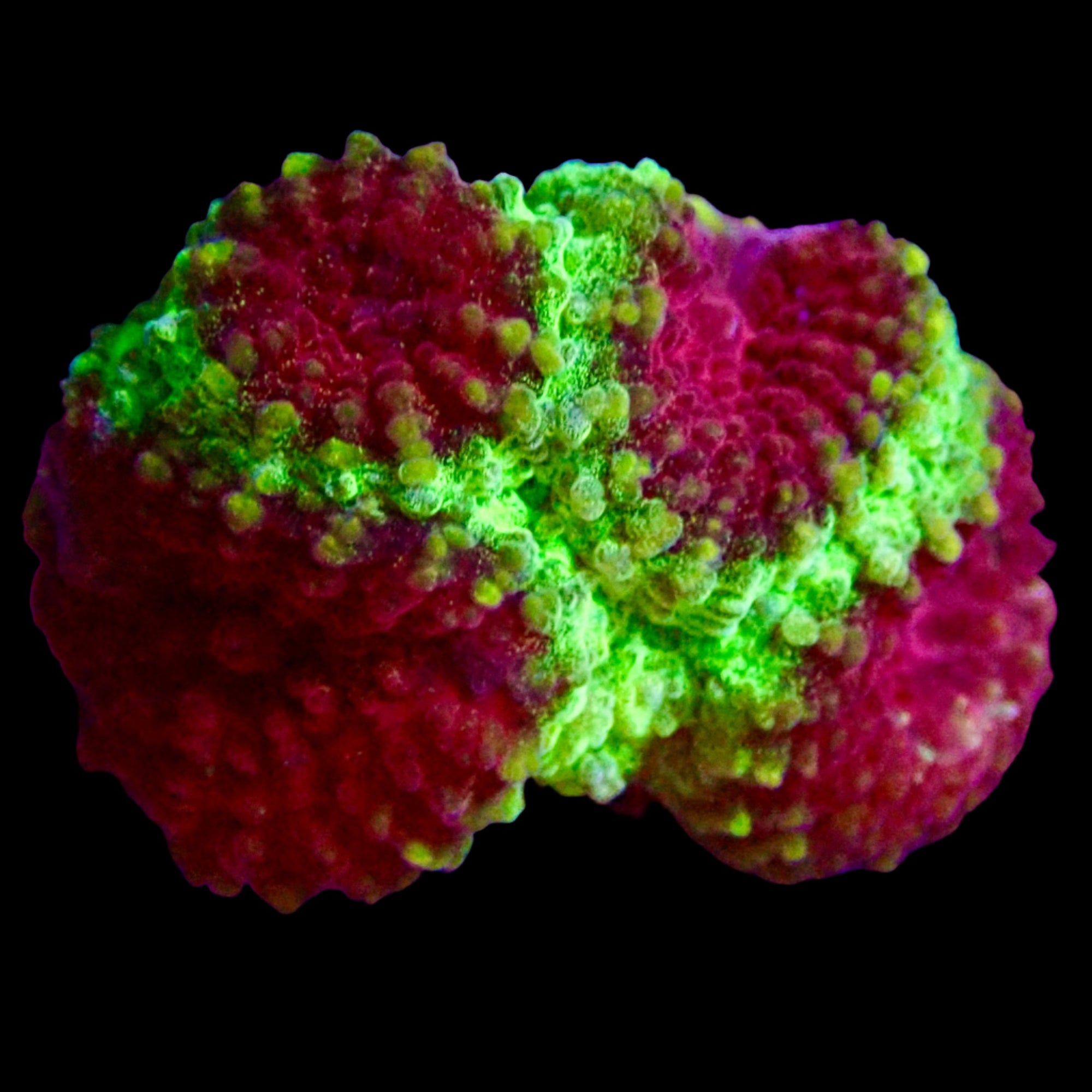 Favite Frag