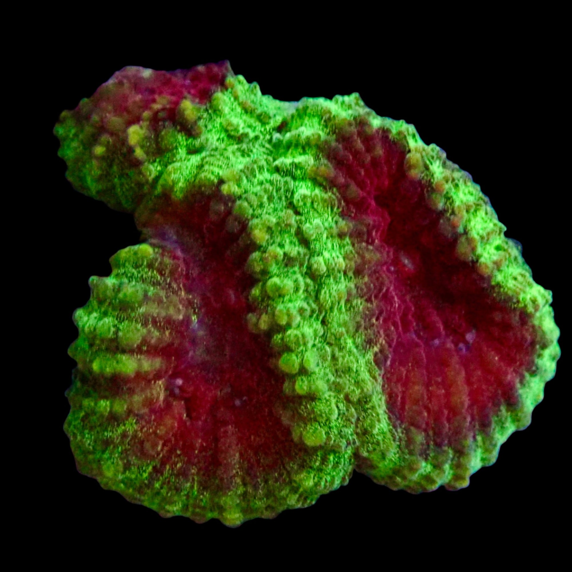 Favite Frag