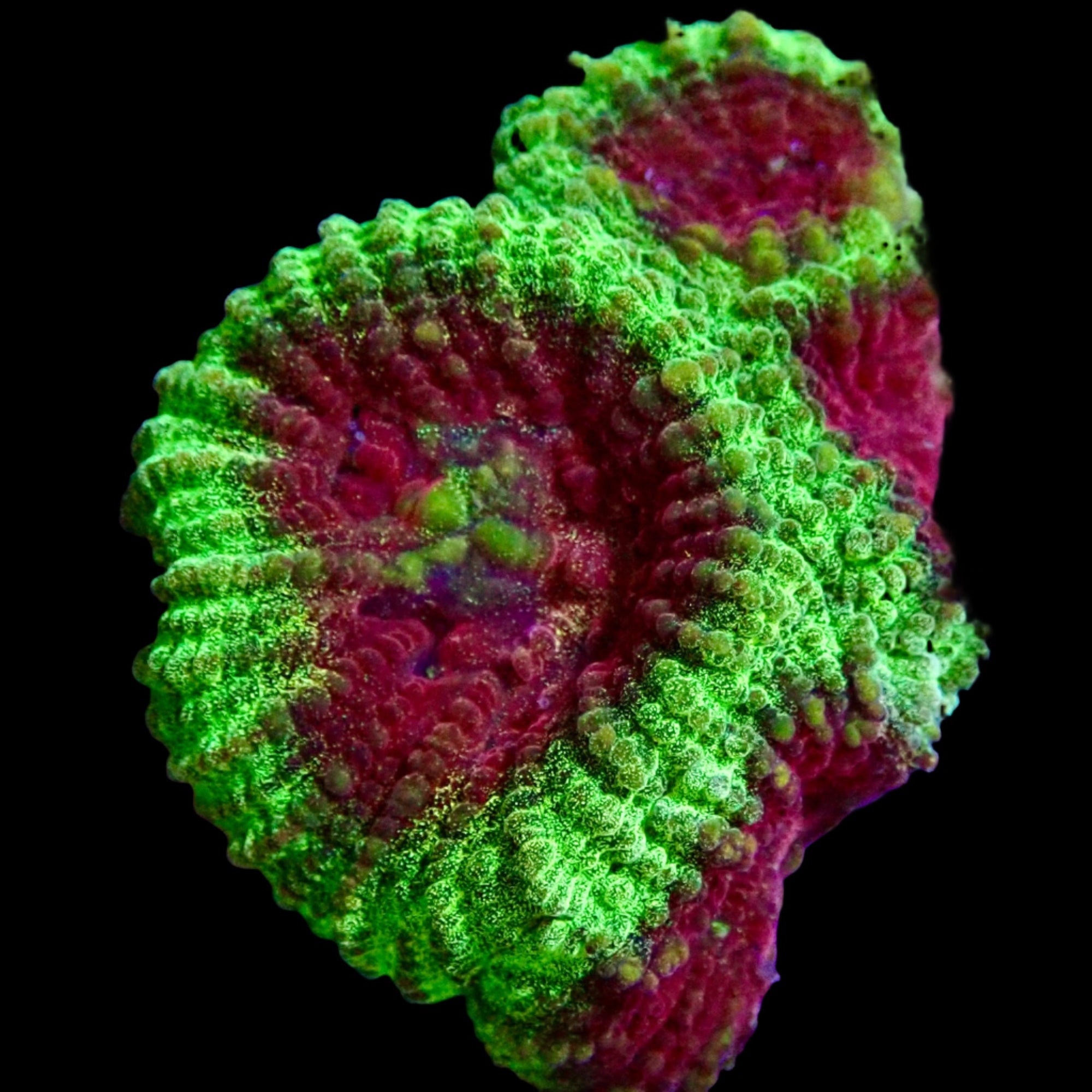 Favite Frag