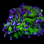 Branching Hammers Frag