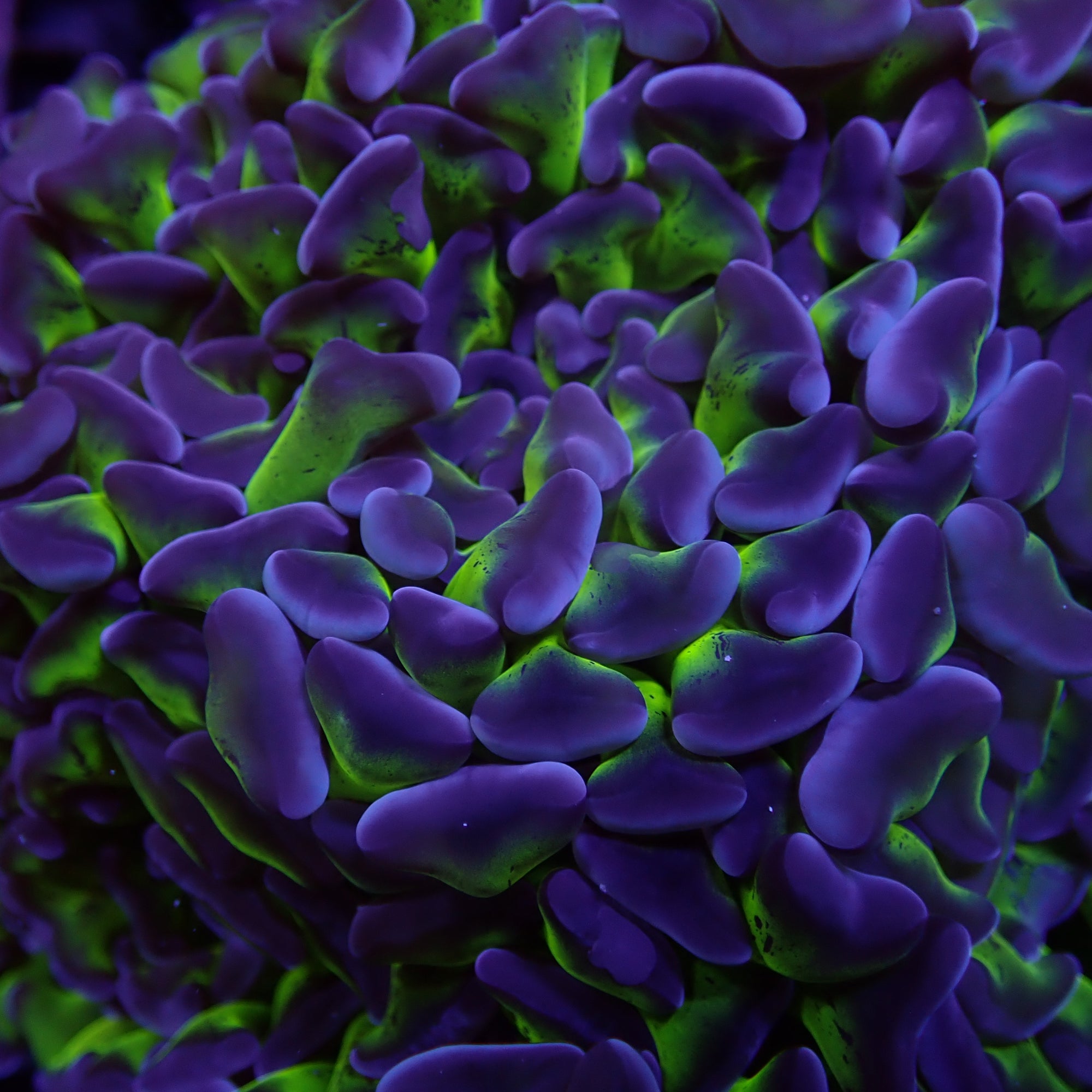 Branching Hammers Frag