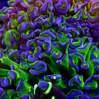 Branching Hammers Frag