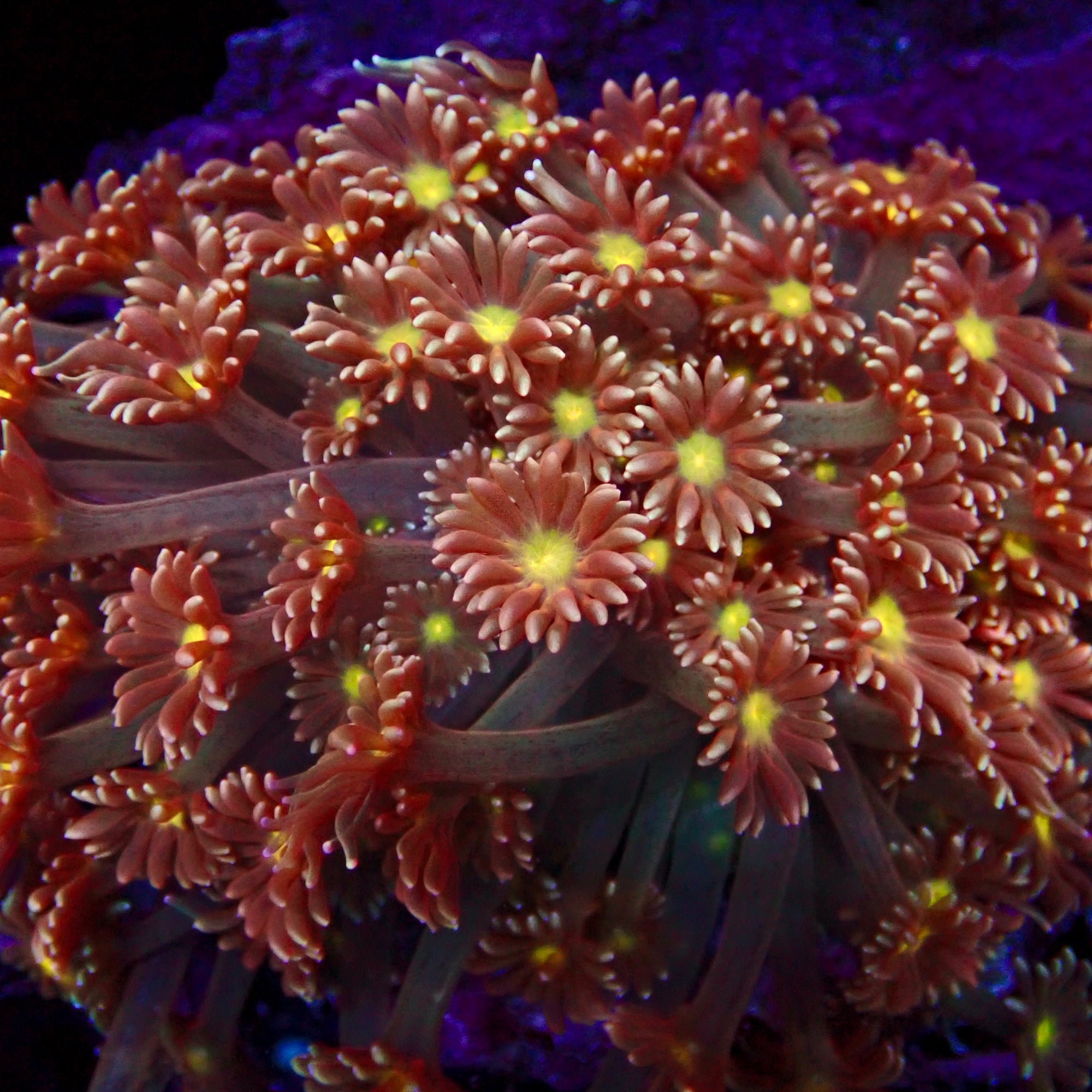 Goniopora