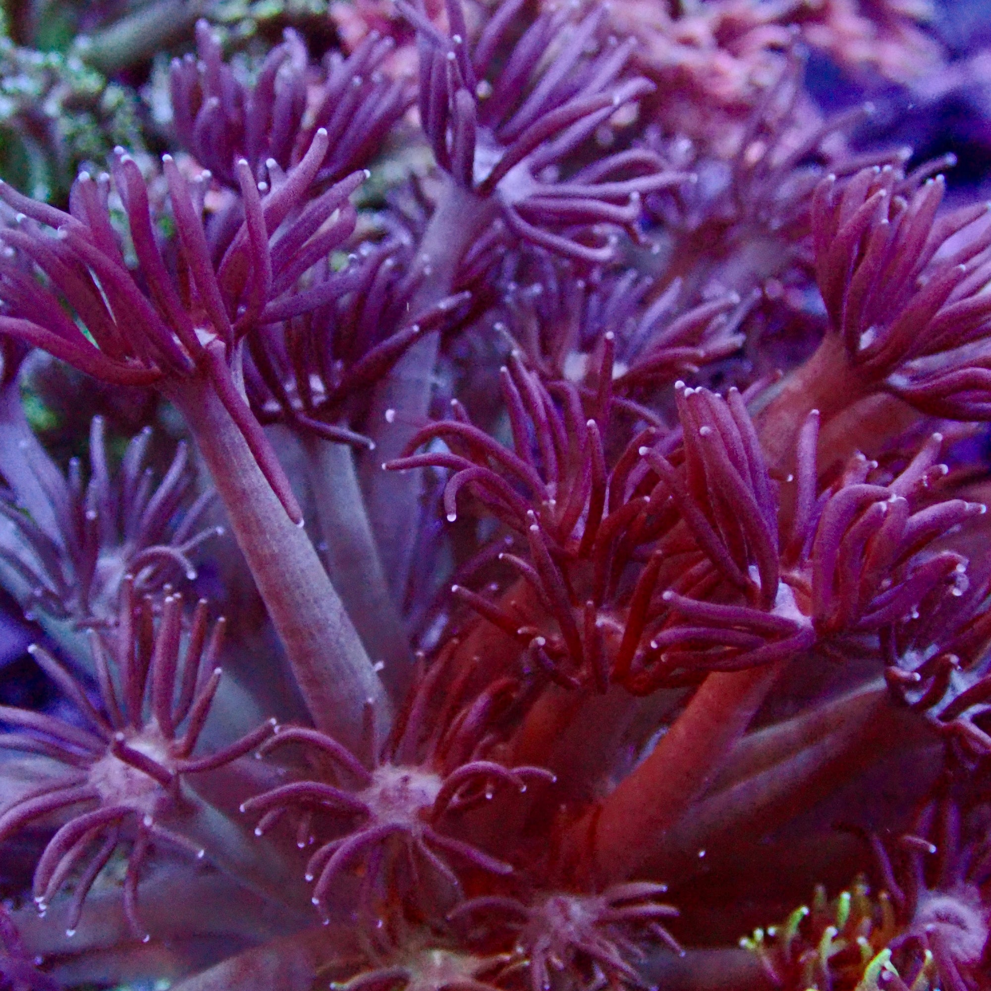 Goniopora