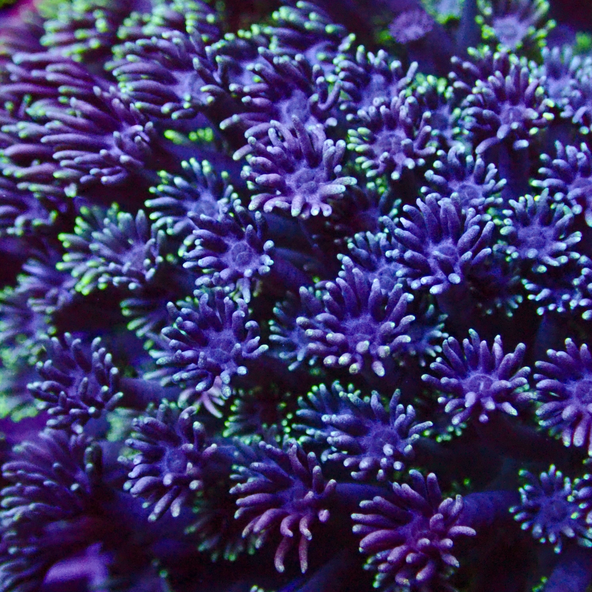Goniopora