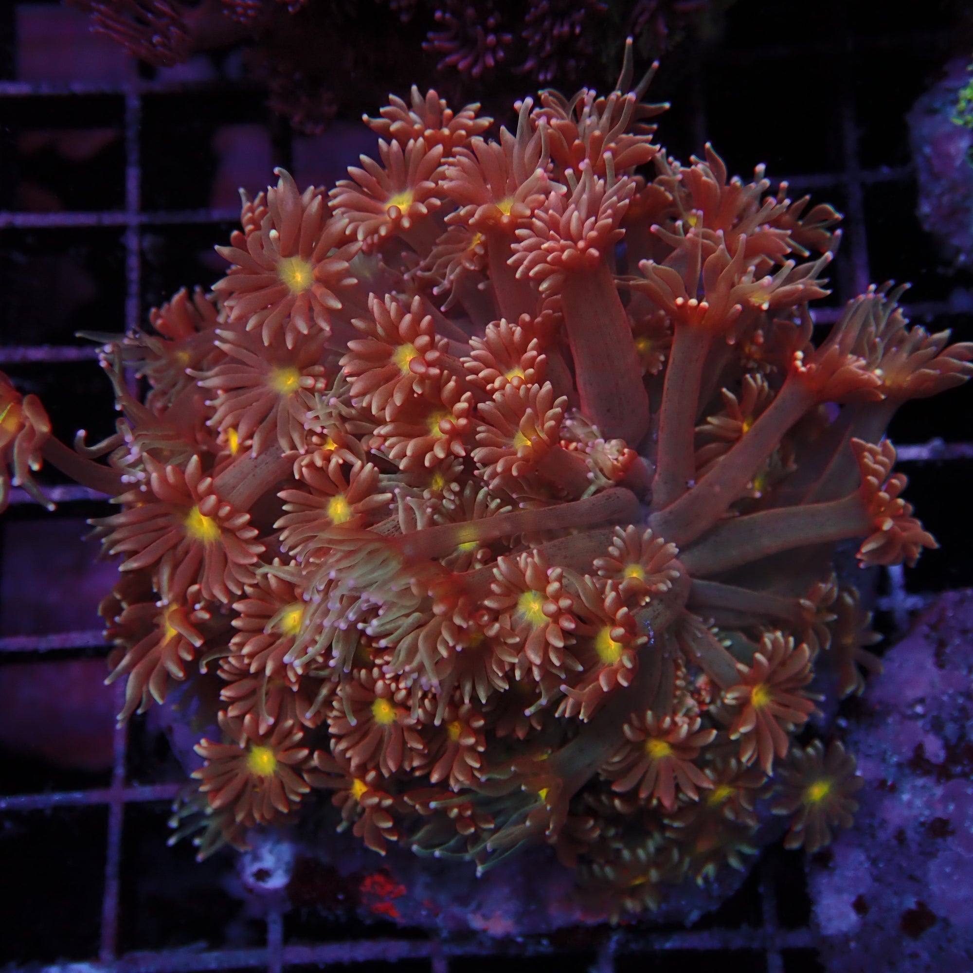 Goniopora