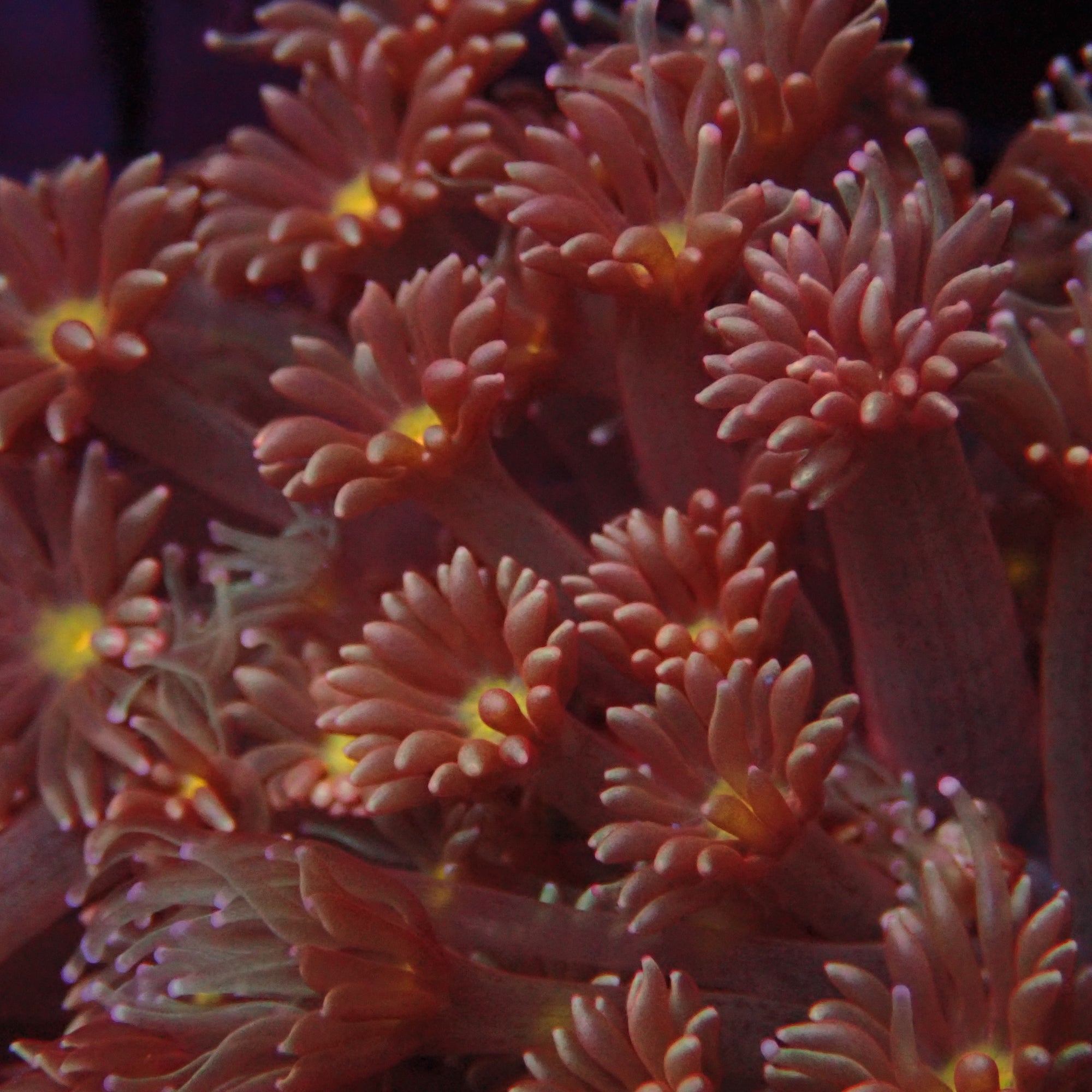 Goniopora