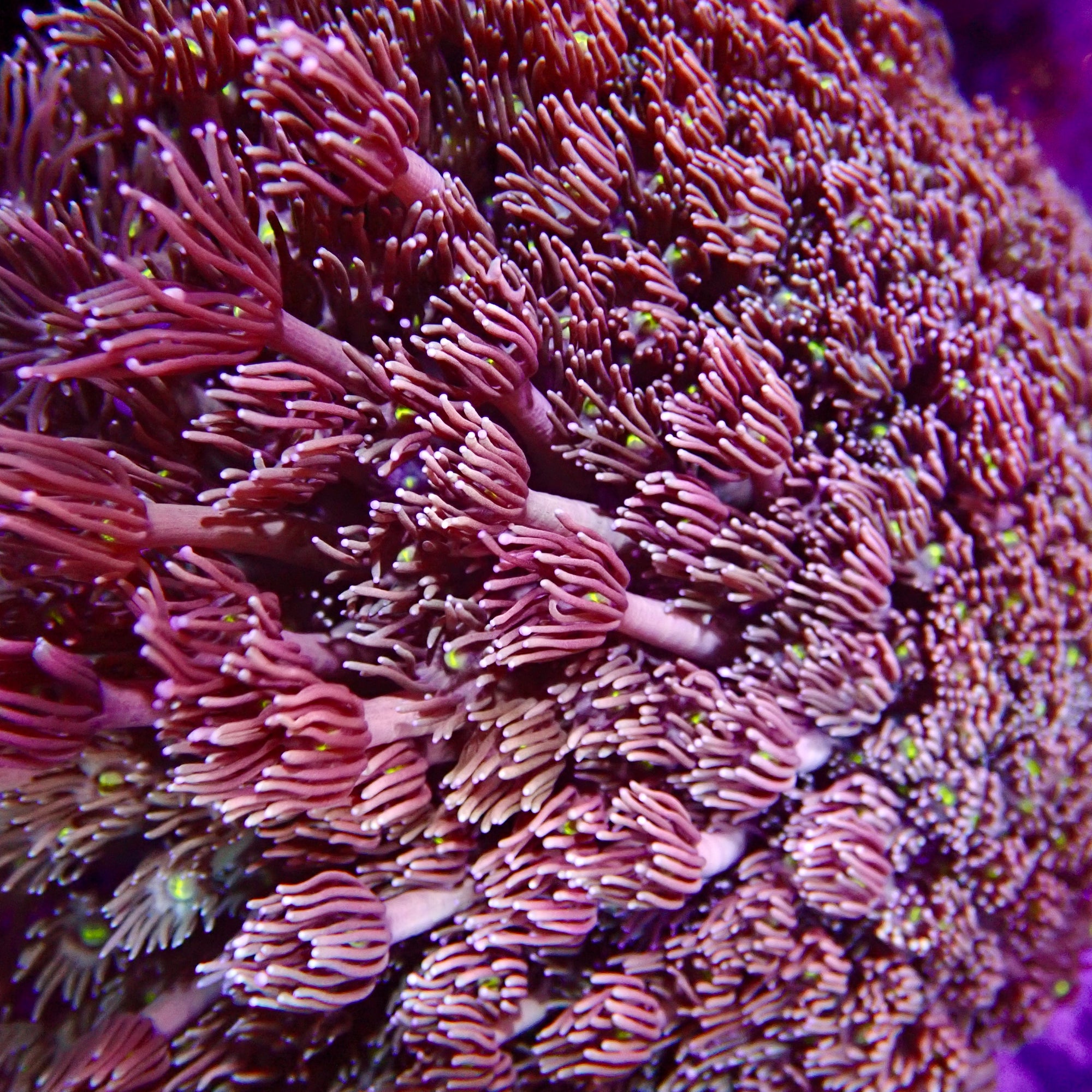 Goniopora